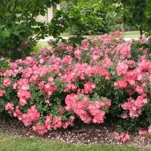 Rose 'Flower Carpet Coral' - GC - image 4