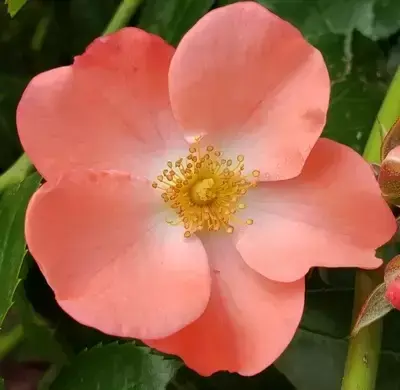 Rose 'Flower Carpet Coral' - GC - image 1