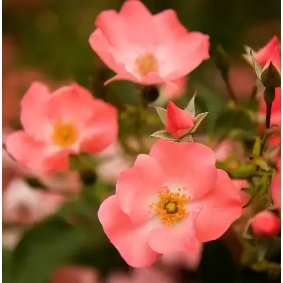 Rose 'Flower Carpet Coral' - GC - image 2