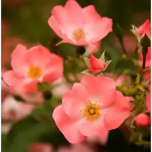 Rose 'Flower Carpet Coral' - GC - image 2