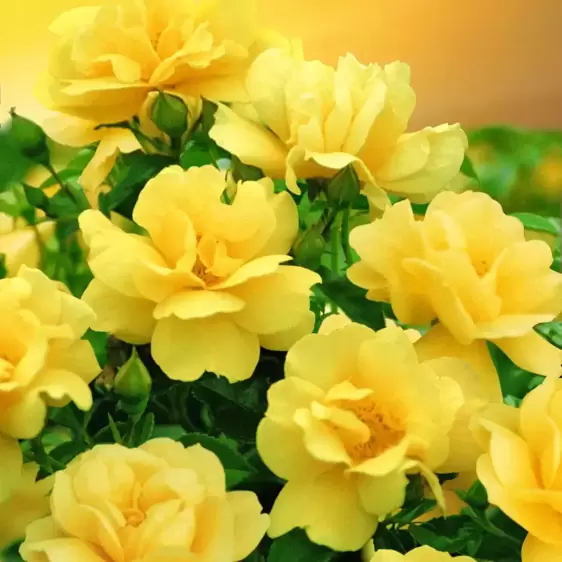 Rose 'Flower Carpet Gold' - GC - image 2