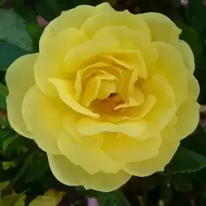 Rose 'Flower Carpet Gold' - GC