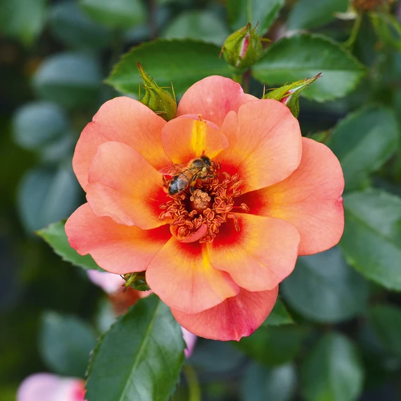 Rose 'Flower Carpet Peach' - GC