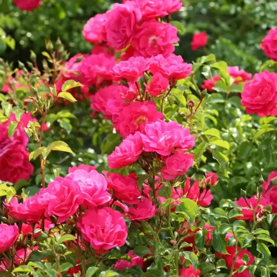 Rose 'Flower Carpet Pink' - GC - image 3