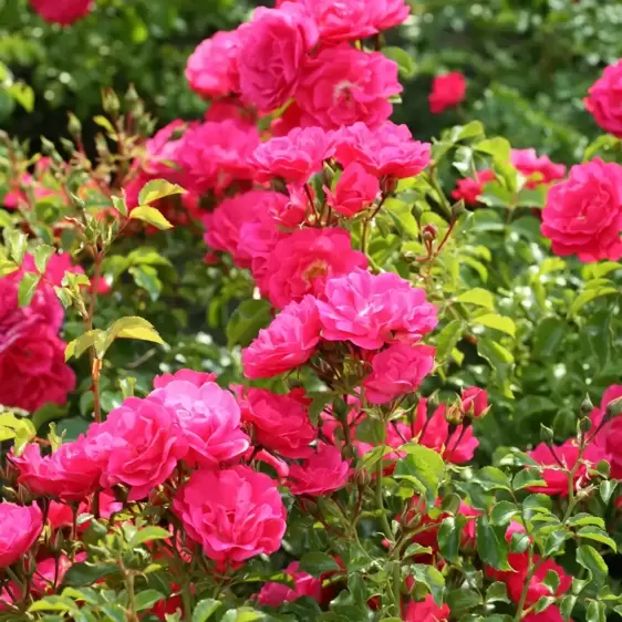 Rose 'Flower Carpet Pink' - CLM - image 3