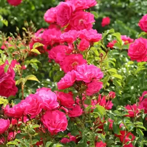 Rose 'Flower Carpet Pink' - CLM - image 3