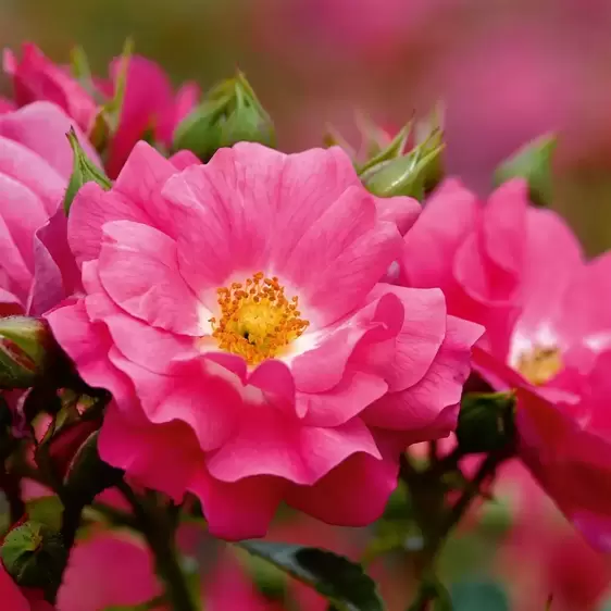 Rose 'Flower Carpet Pink' - CLM - image 2