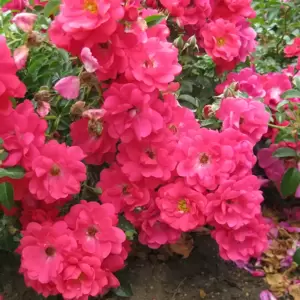 Rose 'Flower Carpet Pink Supreme' - GC - image 2