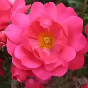 Rose 'Flower Carpet Pink Supreme' - GC - image 1