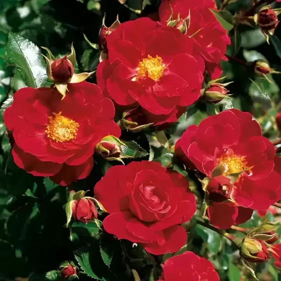 Rose 'Flower Carpet Ruby' - GC