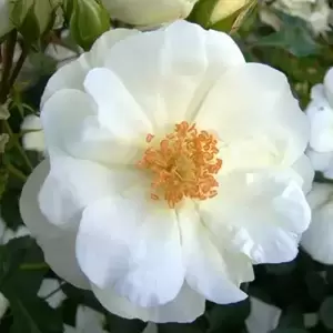 Rose 'Flower Carpet White' - GC - image 1