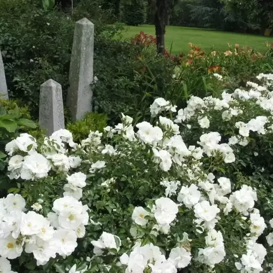 Rose 'Flower Carpet White' - GC - image 2
