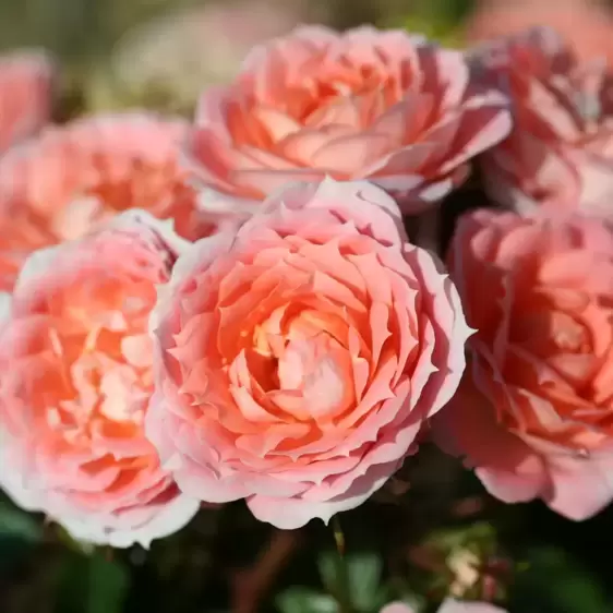 Rose 'Flower Power' - PAT