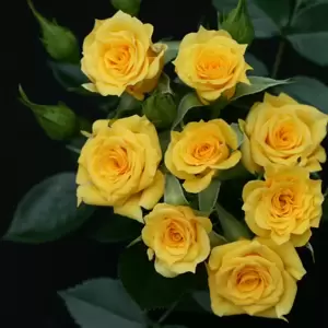 Rose 'Flower Power Gold' - PAT
