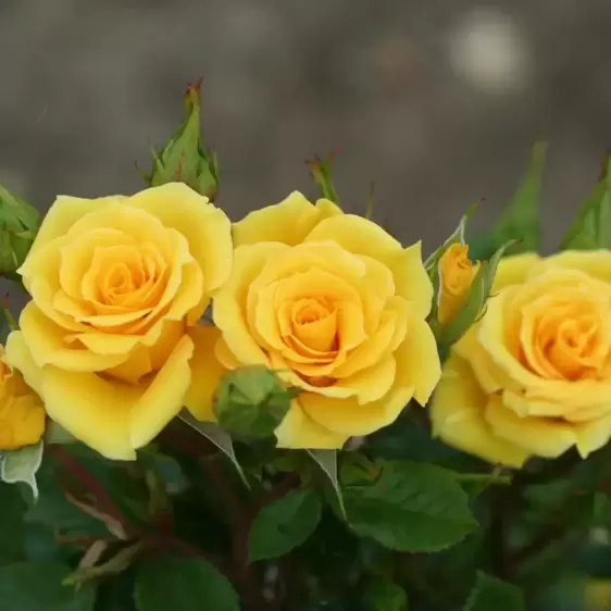 Rose 'Flower Power Gold' - Patio Standard