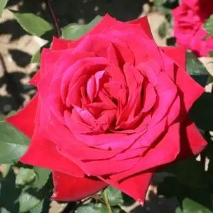 Rose 'Fragrant Cloud' - HT 4L