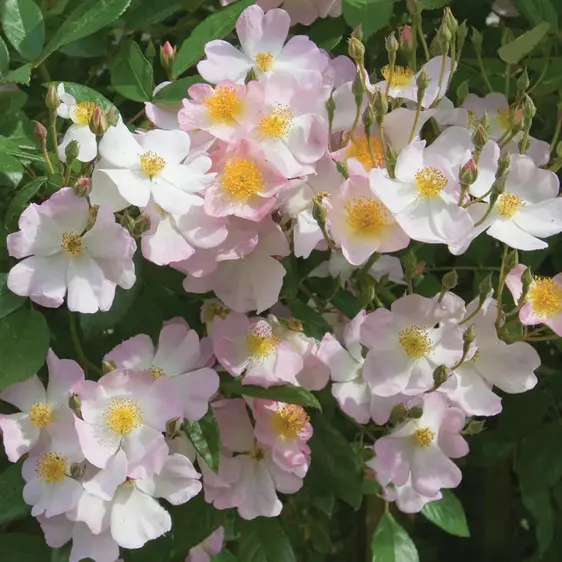 Picture - David Austin Roses