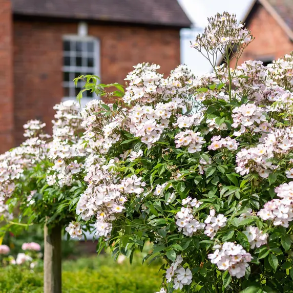 Picture - David Austin Roses