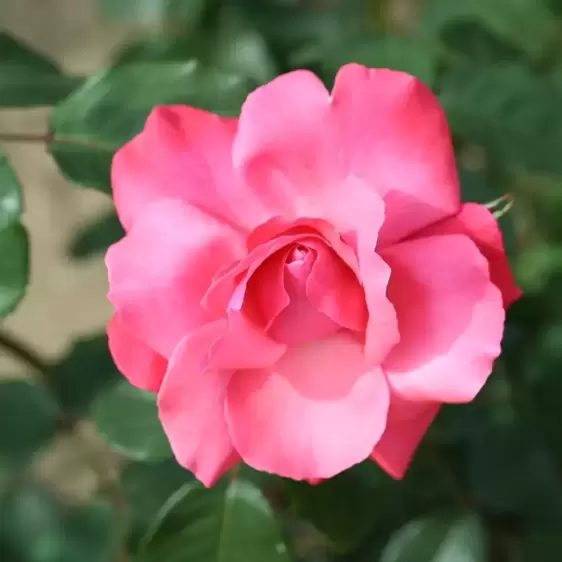 Rose 'Galway Bay' - CLM