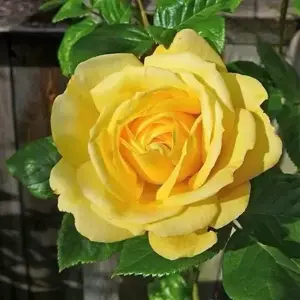 Rose 'Gardener's Glory' - CLM 4L