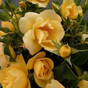 Image Credit - Harkness Roses©