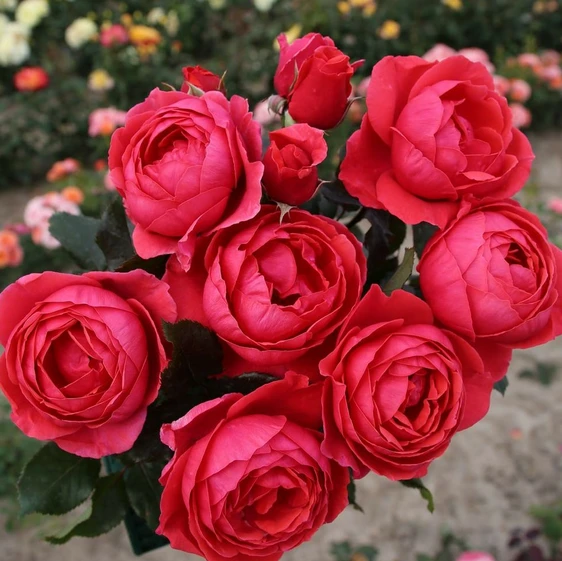 Picture Credit - Kordes Roses