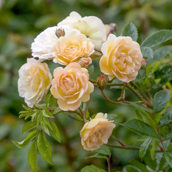 Image Credit: David Austin Roses