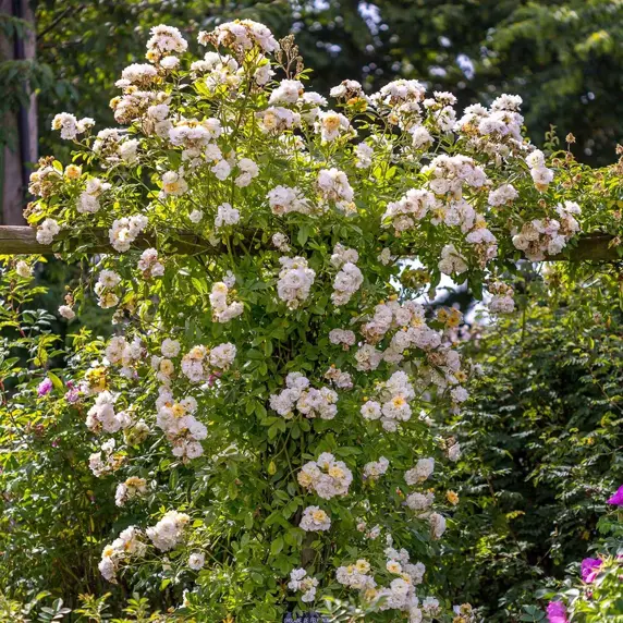 Image Credit: David Austin Roses