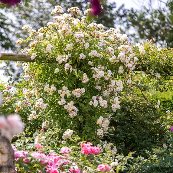 Image Credit: David Austin Roses