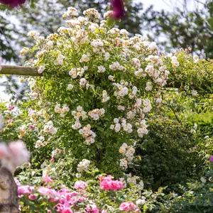 Image Credit: David Austin Roses