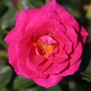 Rose 'Gloriana' - CLM