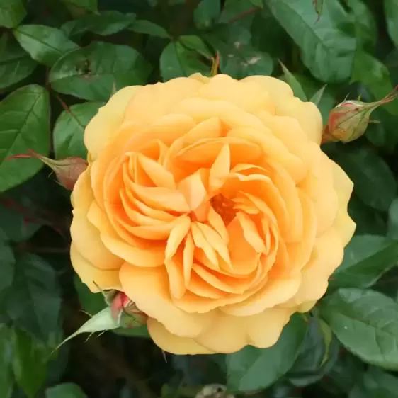 Rose 'Golden Beauty' - FL