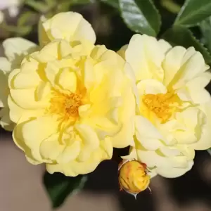 Rose 'Golden Memories' - FL