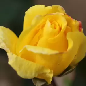 Rose 'Golden Showers' - CLM