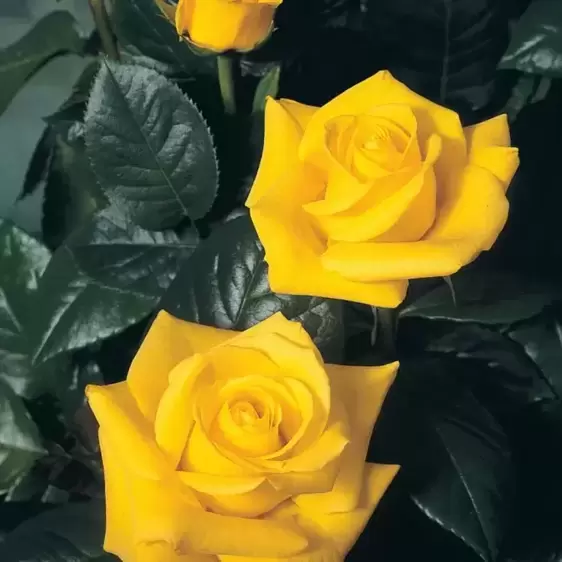 Rose 'Golden Wedding' - FL 4.5L