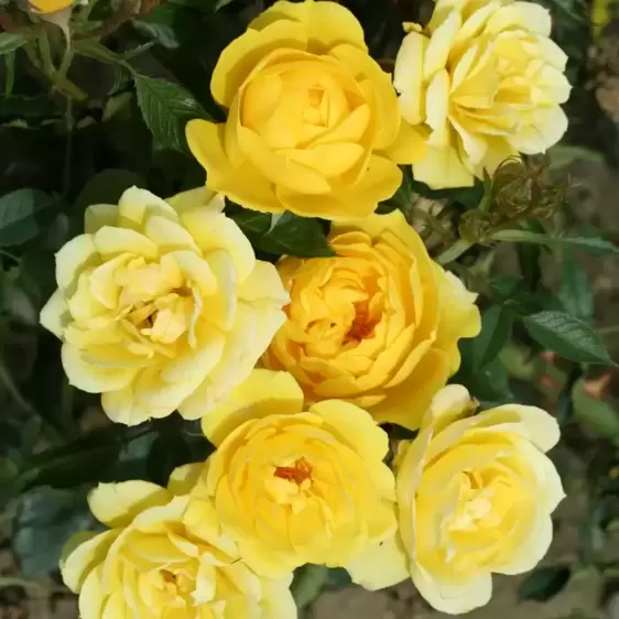 Rose 'Golden Wishes' - PAT