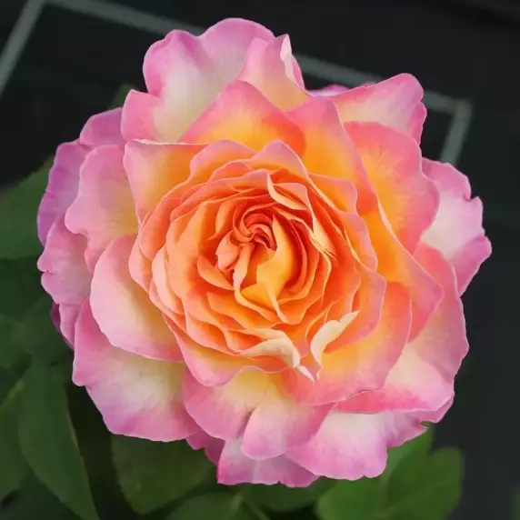 Rose 'Gorgeous' - HT
