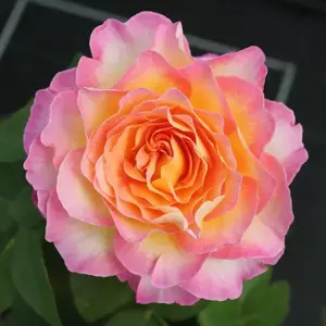 Rose 'Gorgeous' - HT