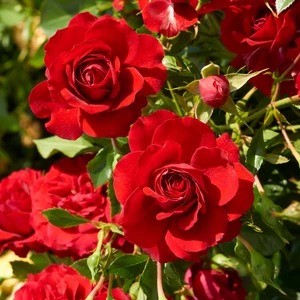Rose 'Grand Award Courtyard' - CLM