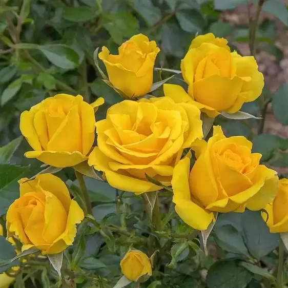 Rose 'Grandma's Rose' - FL 4.5L