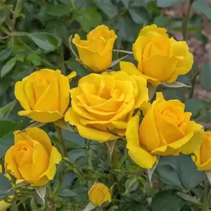 Rose 'Grandma's Rose' - FL 3L