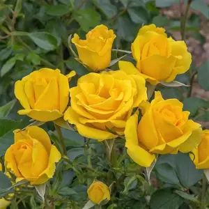 Rose 'Grandma's Rose' - Standard