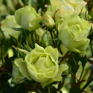 Rose 'Green With Envy' - FL