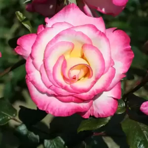 Rose 'Handel' - CLM