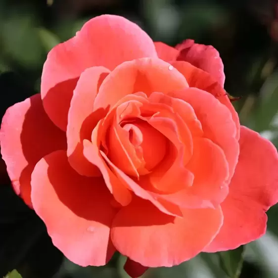 Rose 'Happy Anniversary' - Standard