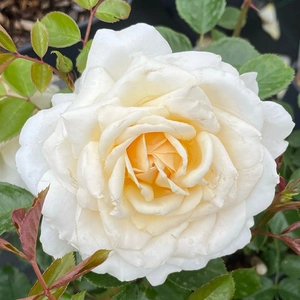 Image credit: Harkness Roses ©