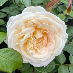 Image credit: Harkness Roses ©