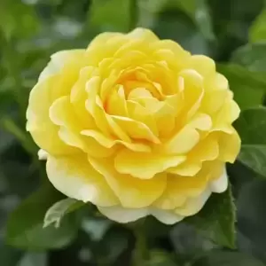 Rose 'Happy Golden Wedding' - FL