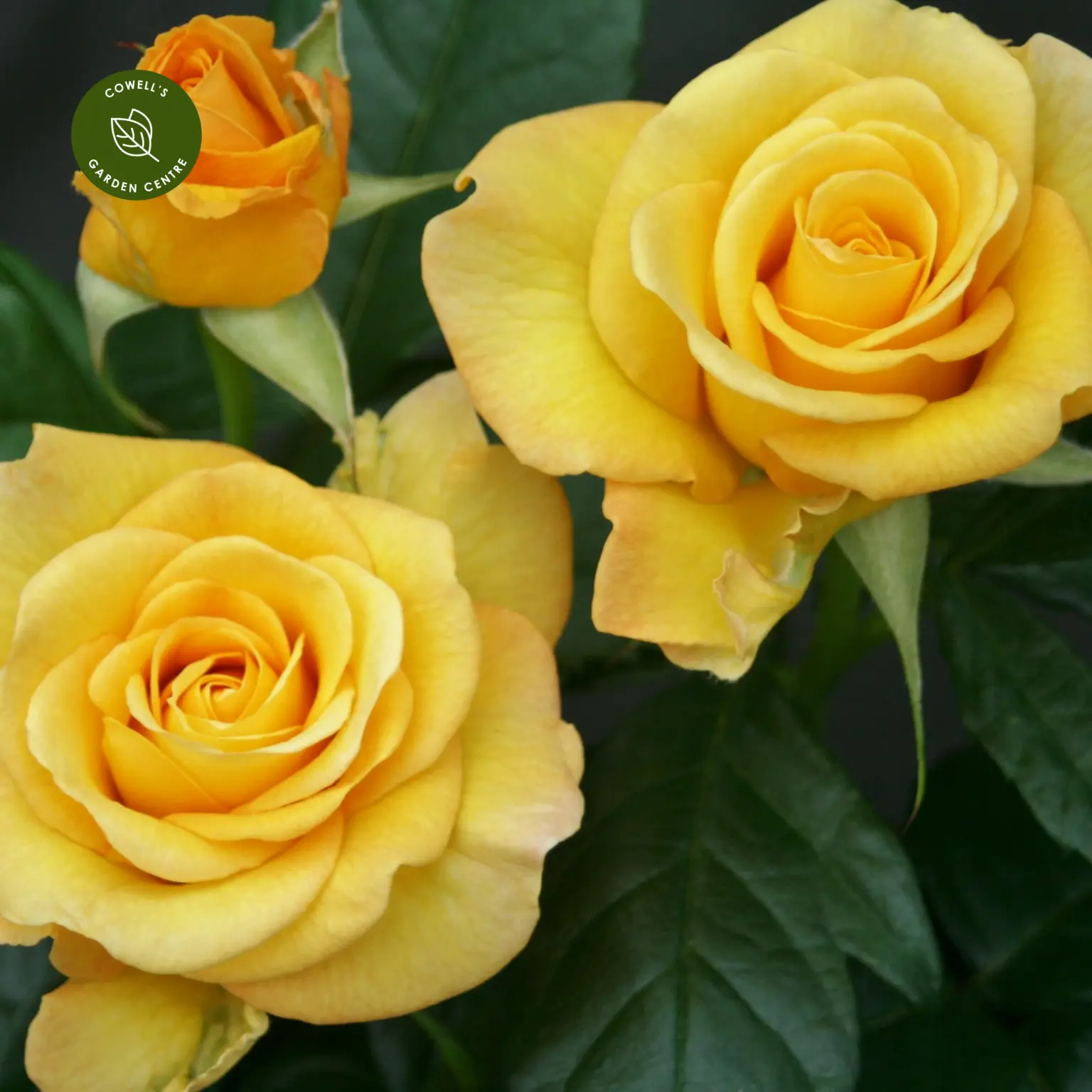 Rose Happy Golden Wedding Standard Cowell s Garden Centre