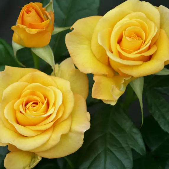 Rose 'Happy Golden Wedding' - Standard